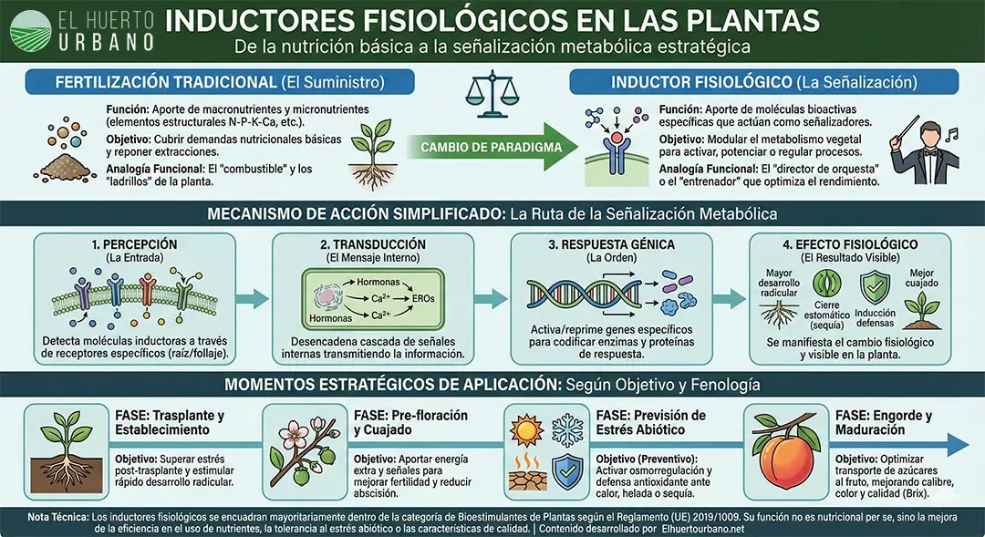 Infografía sobre los inductores fisiológicos Infografía sobre los inductores fisiológicos