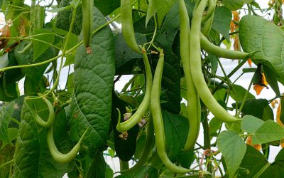 Informe técnico para el cultivo de la judía