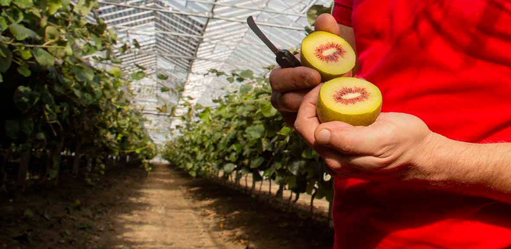 Kiwi Red Passion en cultivo