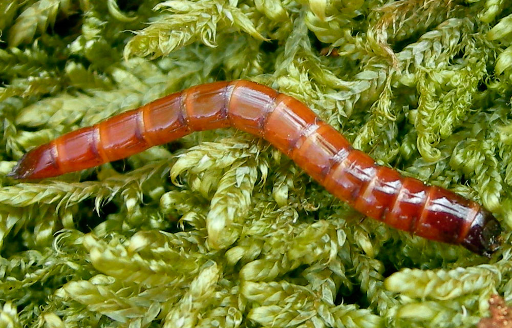 Gusanos de alambre