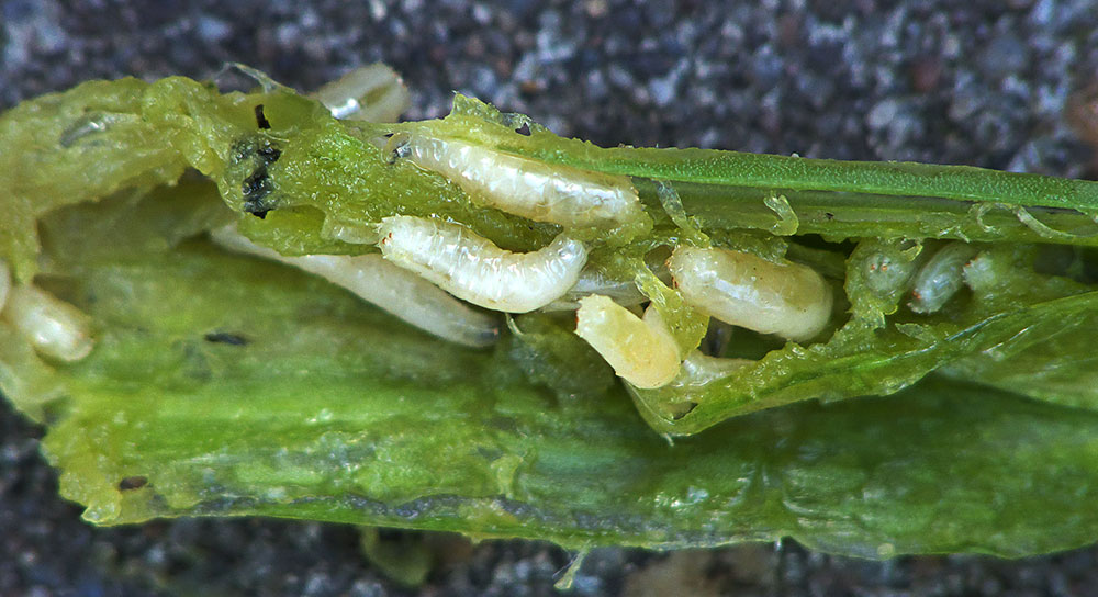 Larvas de phorbia antiqua