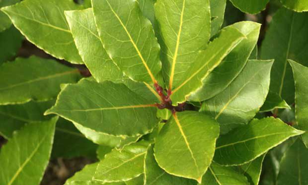 El cultivo del laurel en el huerto