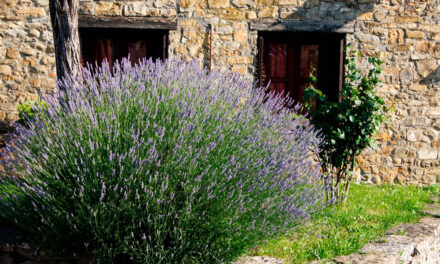 Aromáticas en huertos urbanos