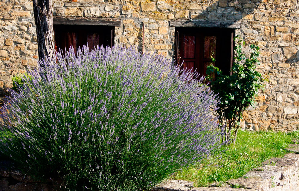 Aromáticas en huertos urbanos