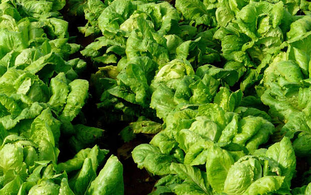 Lechuga romana en cultivo