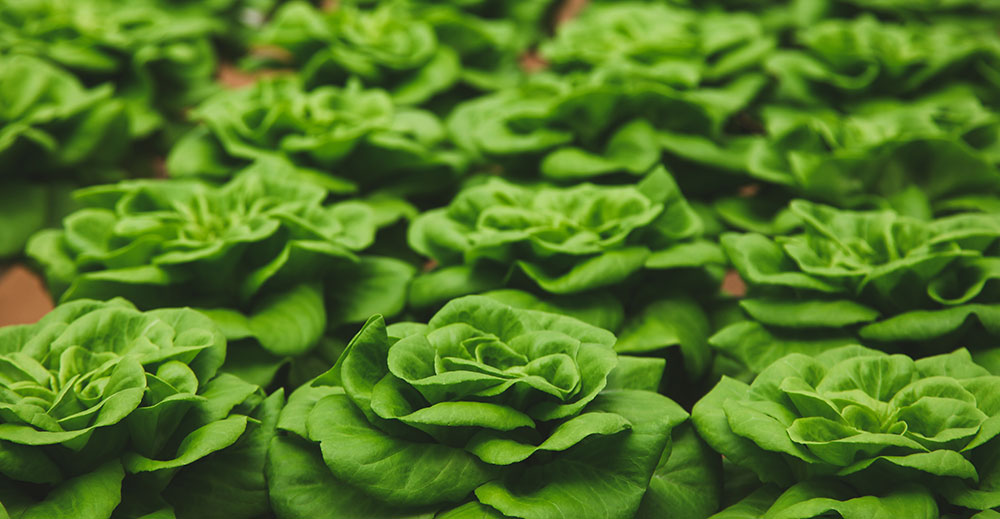 ensalada de hojas verdes