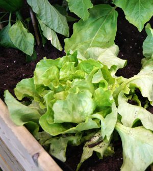 Cómo cultivar lechugas