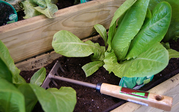 Cómo cultivar lechugas en casa todo el año