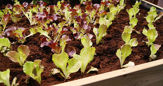 Lechuga, ¿cómo se cultiva?