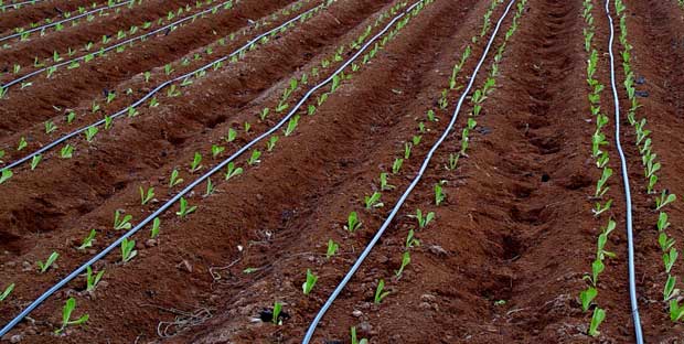 Lechugas recien plantadas