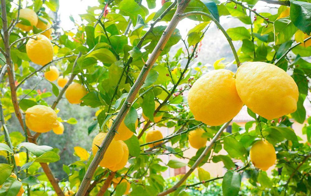 Limones valencianos con Indicación Geográfica Protegida