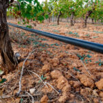 Cómo influyen los suelos en los vinos