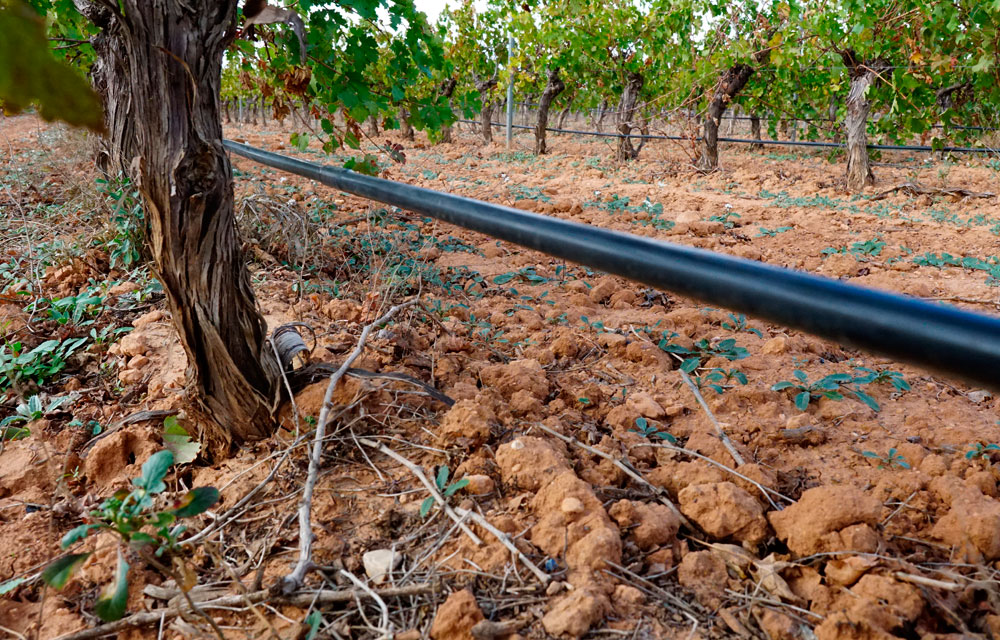 Cómo influyen los suelos en los vinos