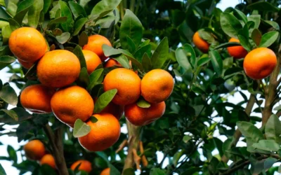 El ácido pidólico como bioestimulante agrícola