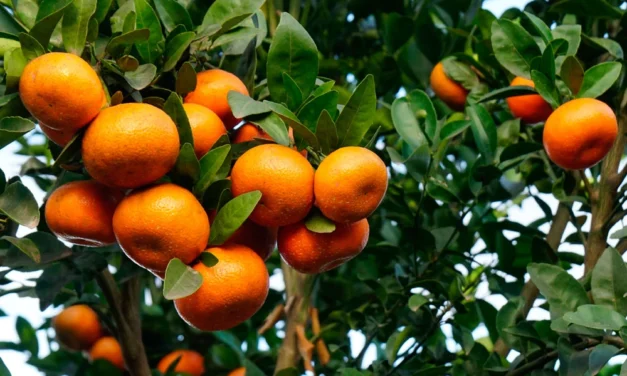 El ácido pidólico como bioestimulante agrícola