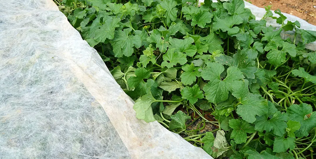 Mantas térmicas flotantes sobre cultivo de melón