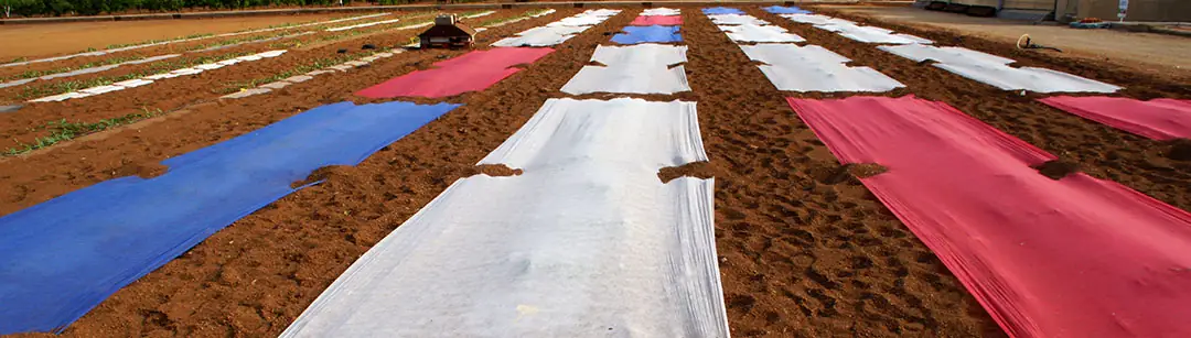 Mantas térmicas de colores sobre cultivos hortícolas