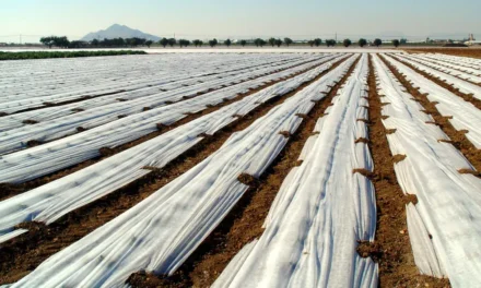 Mantas térmicas para cultivo