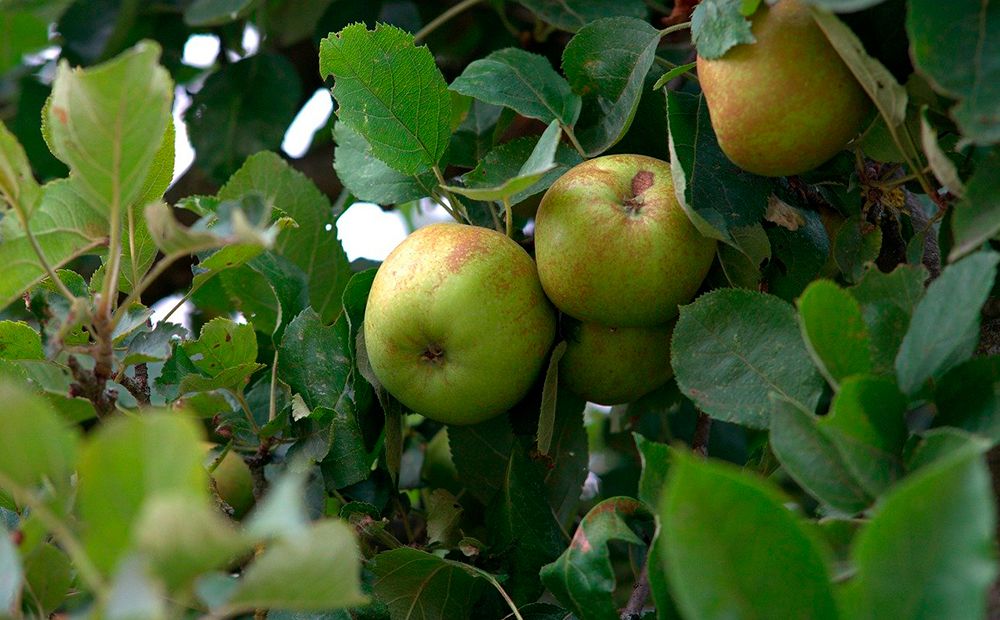 Manzana del Bierzo DOP