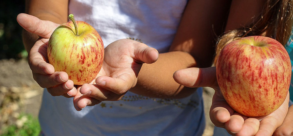 Manzanas maduras