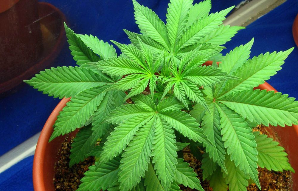 Las mejores plantas medicinales que se pueden cultivar en casa