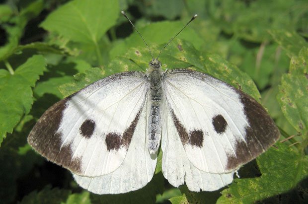 Mariposa de Pieris brassicae