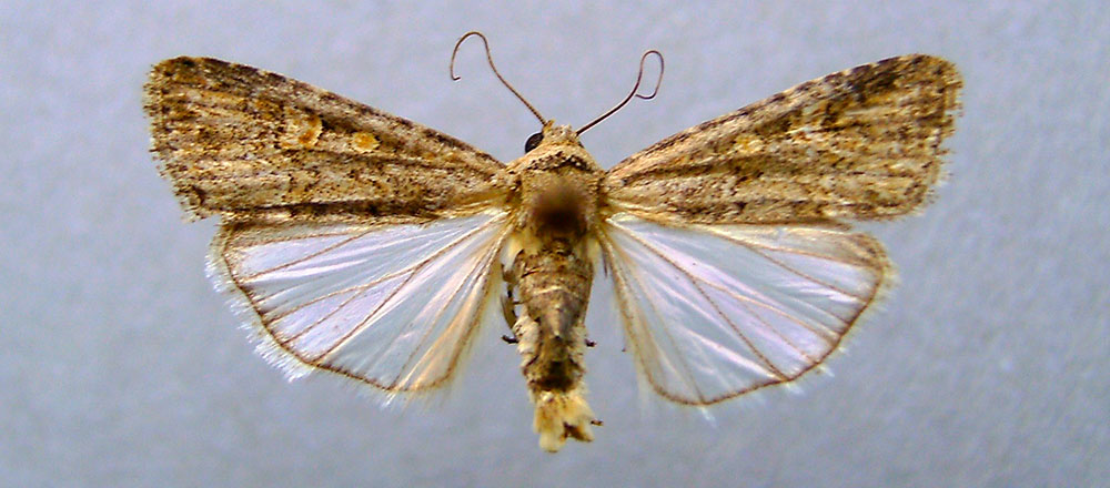 Mariposa de Spodoptera exigua