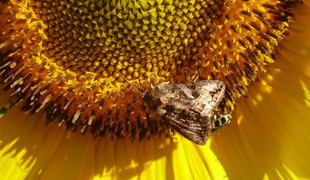 Plagas del girasol