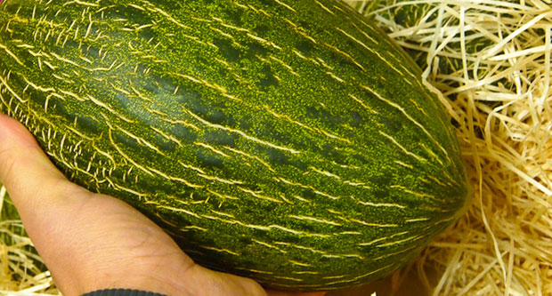 Datos del cultivo del melón