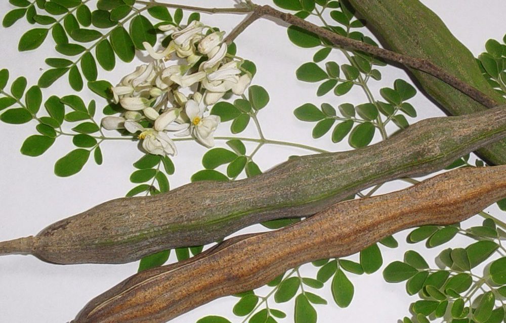 La Moringa