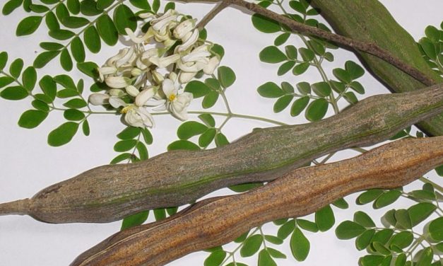 La Moringa