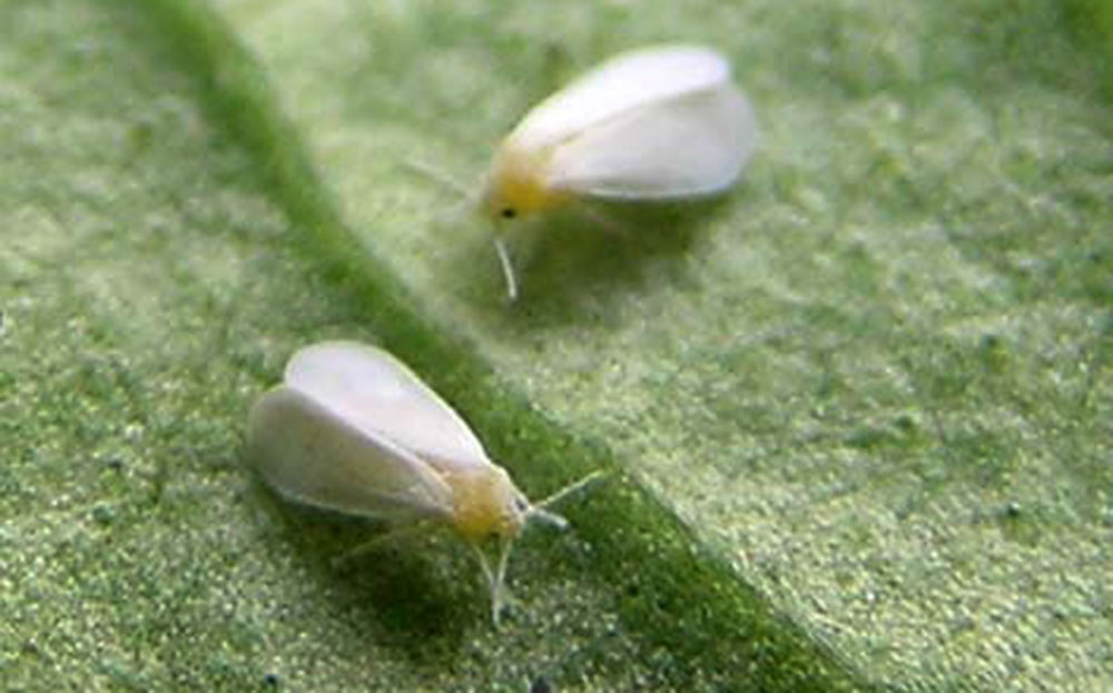 Mosca blandas sobre hoja