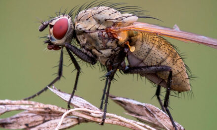 Mosca de la cebolla