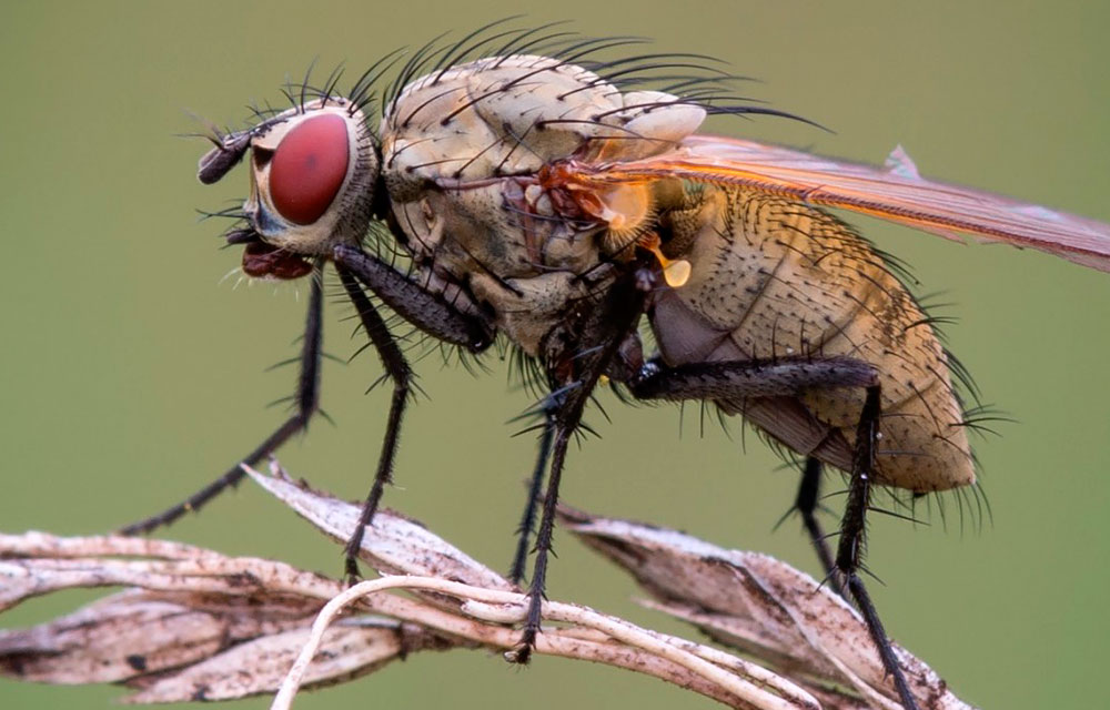 Mosca de la cebolla