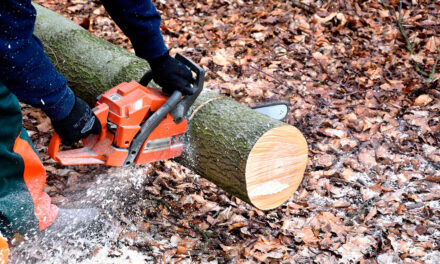 Cómo usar una motosierra para cortar árboles