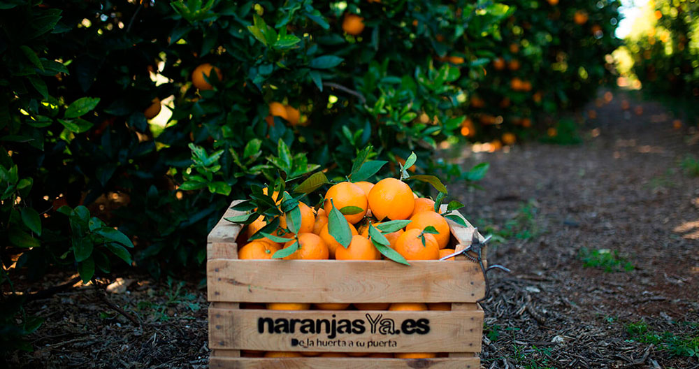 Naranjas de Valencia