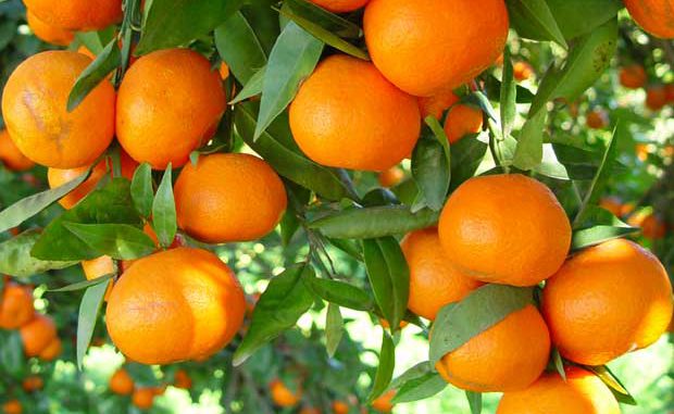 Naranjas maduras