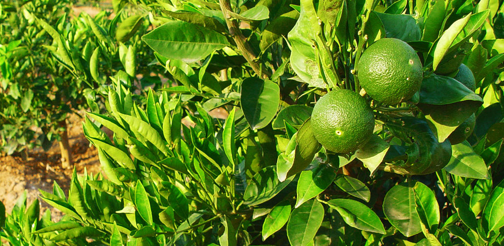 Naranjas verdes