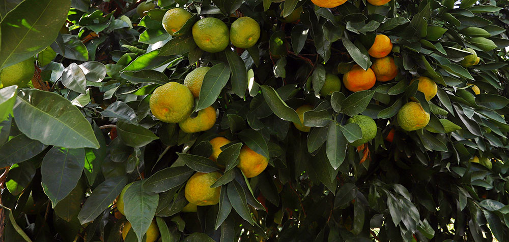 Naranjos sin carencia de magnesio