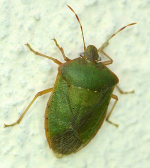 Nezara viridula