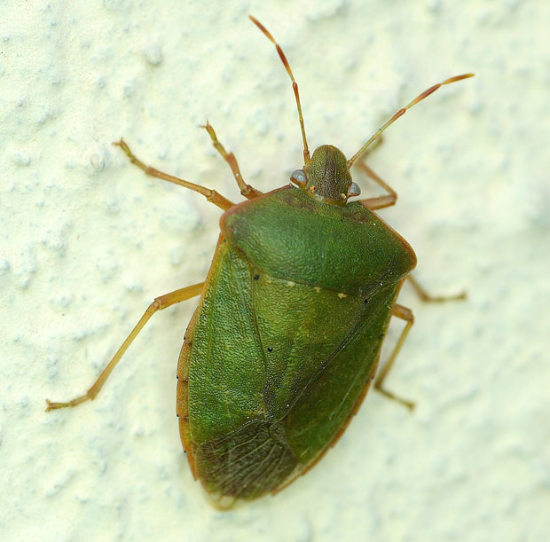 Nezara viridula