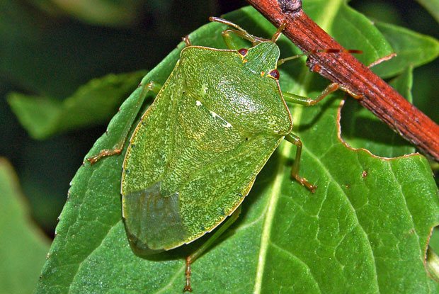 Nezara viridula