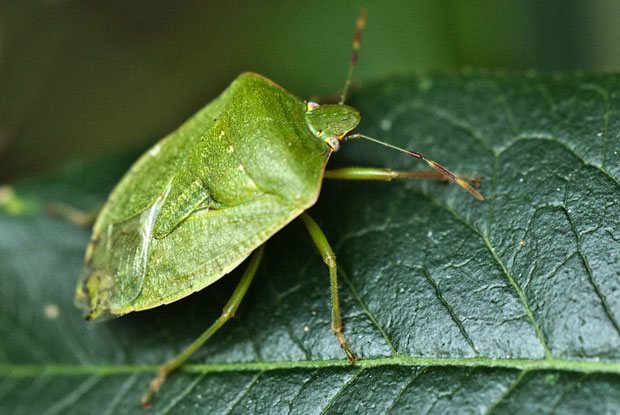 Nezara viridula