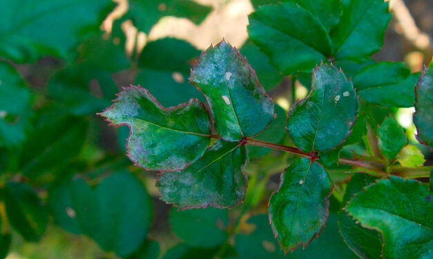 Hidrogenocarbonato de sodio para uso agrícola