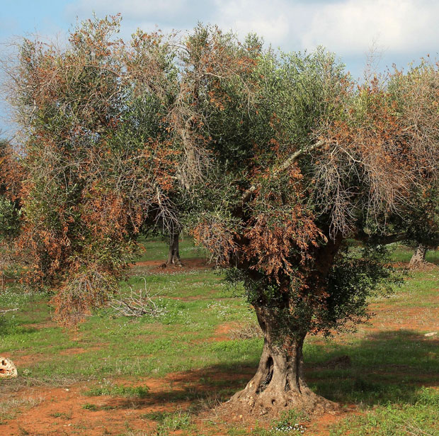 Xylella fastidiosa