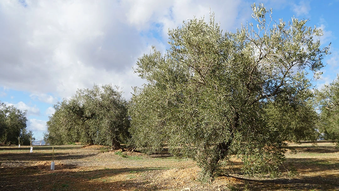 Olivos adultos en cultivo