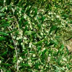 El abonado del olivar