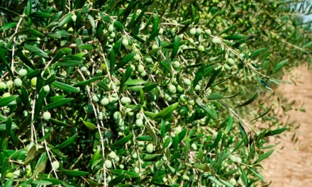 El abonado del olivar