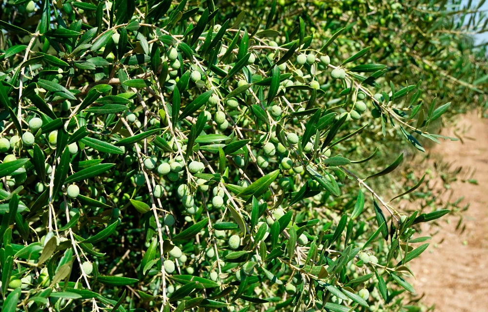 El abonado del olivar