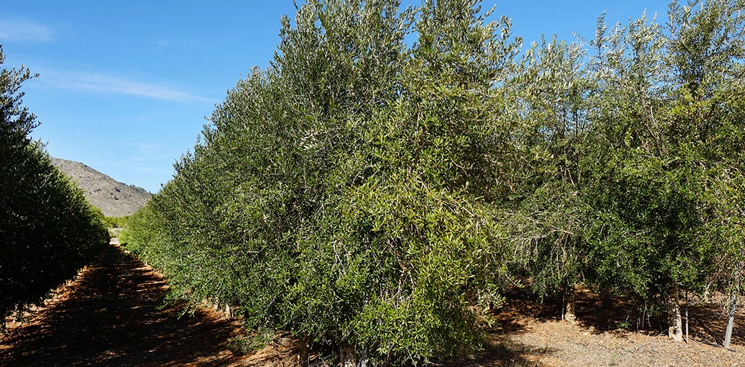 Olivos cultivados en seto